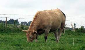 Парагрипп-3 крупного рогатого скота: симптомы, лечение, профилактика