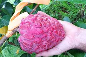 Image result for Annona reticulata