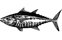 Afbeeldingsresultaat voor tonijn