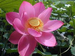 Pin On Nature