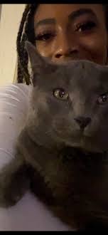 Missing black cat in Lansing area