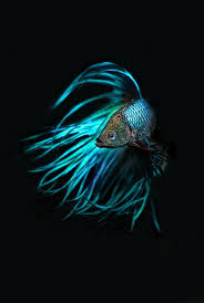 Fighter Fish Hd Buscar Con Google Betta Fish Siamese Fighting Fish Betta