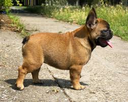 Quickly find the best offers for blue french bulldog puppies for sale on newsnow classifieds. For Sale Standard Micro Sized Red Fawn Boy Champion Bloodline With Fci Pedigree Dna Profiled Fawn French Bulldog French Bulldog French Bulldog Puppy