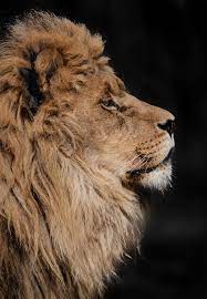 My 20 Photos That Show How Precious Animals Are Animals Photos Precious Show Wild Animals Photography Wild Animals Photos Animal Photography Wildlife