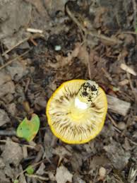Image result for Russula flavida