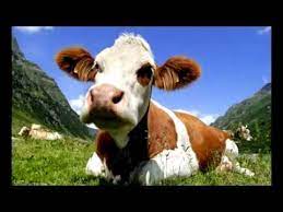 I Am From Austria Rainhard Fendrich Lyrics Youtube