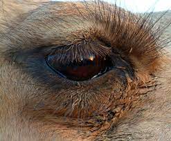 The blood cells are in the shape of two of the eyelids have eye lashes which help protect their eyes from sand. 10 Most Beautiful Pictures Of Long Eyelashes Of Camel Stillunfold