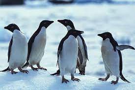 Concerned Penguins Make The Best Sound Ever Fun Facts About Penguins Animals Penguins