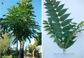 Image result for Toona