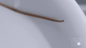 Paper yarn and woven fabrics of paper yarn. These Hairworms Eat A Cricket Alive And Control Its Mind Kqed