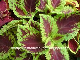 2 ki tidak punya rasa belas kasihan terhadap sesama. Jom Tanam Bunga Hati Hati Dengan Pokok Ati Ati