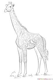 The trix rabbit tries time and again to get some trix cereal from the kids. How To Draw A Realistic Giraffe Step By Step Drawing Tutorials Giraffe Drawing Giraffe Coloring Page Giraffe