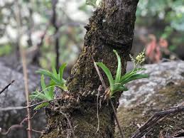 Image result for Polystachya odorata