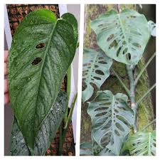 Image result for Polystachya adansoniae