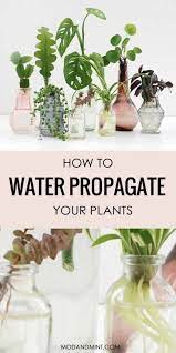 Make New Plants With Water Propagation Plants Grown In Water Propagating Plants Plants