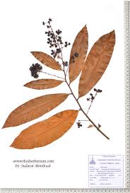 Image result for Gomphia