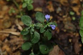 Image result for Rungia