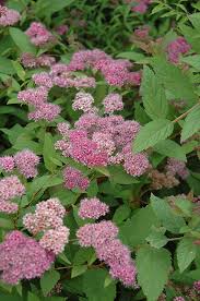 Image result for Spiraea bumalda