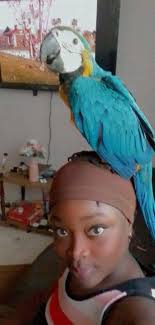 Seen in arpora near the saturday night market area ..being chased by crows  etc call Mohit +91 80076 69996 please if you spot the missing Macaw parrot  flying around the current Arpora