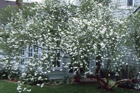 Image result for Exochorda