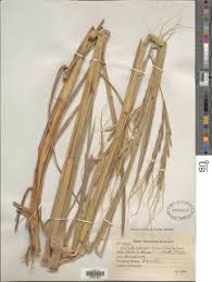 Image result for Diheteropogon filifolius