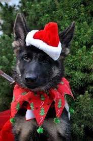 Pin By Dj Dogirl On Christmas Cuties Christmas Dog Christmas Animals German Shepherd Photography