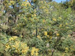 Image result for Acacia dealbata
