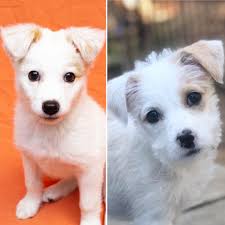 Our employees and volunteers are all wearing masks and keeping six feet apart while interacting with. Sacramento Spca Surprise Two Adorable Puppies Are Facebook