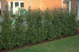 Pflanztipp Hecke Portugiesischer Lorbeer