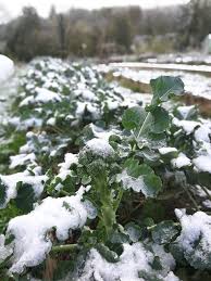 Un projet fou lancé il y a trente ans au bénin. Vente Directe Semaine 48 La Ferme De Jurens