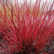 Sibirischer Hartriegel Ausdrucksstarker Zierstrauch Ziergarten Schoner Garten Bilder Und Gartendesign Ideen