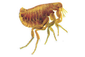 Wenn man einen floh im teppich sieht, so sieht man nur einen bruchteil eines viel größeren problems. Vogelflohe Bekampfen Schadlingsbekampfung Vogelfloh Durch Kammerjager