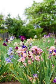 How To Grow Bearded Iris For A Garden Full Of Color Long Blooming Perennials Iris Garden Easy To Grow Flowers
