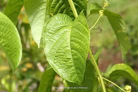 Image result for Passiflora quadrangularis