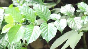 Ahmad Isnaini Mengenal Bahan Bonsai Gulo Gumantung Di Alam Liar Facebook