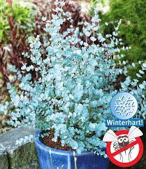 Auch schädlinge können der staude in der regel nichts anhaben. Winterharter Eukalyptus Azura Immergrune Straucher Bei Baldur Garten