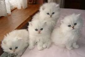 Exotic short haired kittens for sale are a cross between the persian and american shorthair cats. Persian Cats For Sale Los Angeles Ca 209607 Petzlover