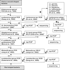 Analysis Of Lactic Acid Bacteria Communities And Their