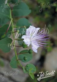 Image result for Capparaceae