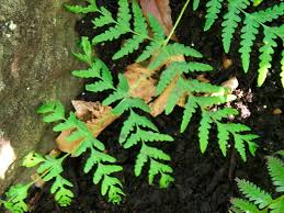 Image result for Histiopteris incisa