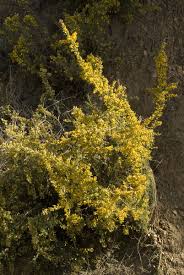 Image result for Ulex