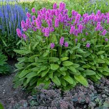 We did not find results for: The Hoosier Gardener Plant A Garden For Pollinators