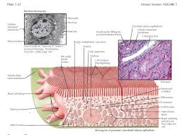 The proximal convoluted tubules, or pcts, are part of a system of absorption and reabsorption as well as secretion from within the kidneys. Proximal Tubule Pediagenosis