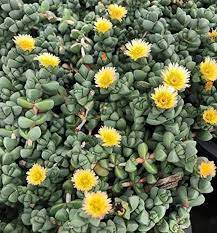 Astridia Velutina Succulent Ice Plant Corpuscularia Lehmannii Etsy In 2021 Plants Ice Plant Planting Succulents
