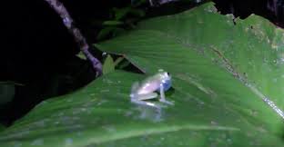 A vida secreta das pererecas-de-vidro amazônicas - Agro em Campo