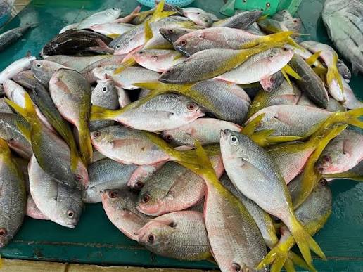 Ikan batu-batu/karang