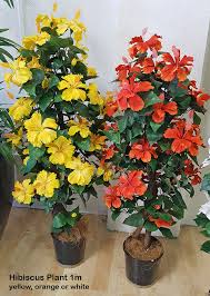 The genus is quite large, comprising several hundred species that are native to warm temperate. Hibiscus Plant 1m