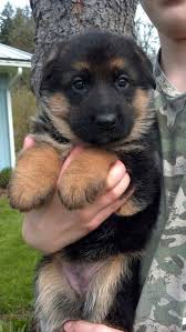 Sizing may vary as manufacturers use different lasts to construct their footwear. German Shepherd Puppies Size Pets Lovers