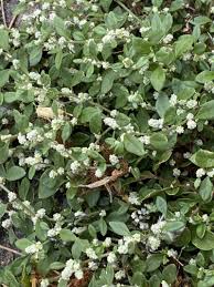 Image result for Aerva