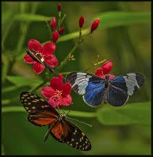 Von märz bis november erleben sie in sayn täglich das märchen von tausendundeinem schmetterling. Garten Der Schmetterlinge Schloss Sayn Im Furstlichen Schlosspark Foto Bild Tiere Wildlife Schmetterlinge Bilder Auf Fotocommunity